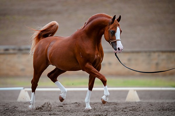 arabian show stallion.JPG