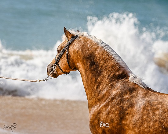 Book a Horse Stud Photo shoot