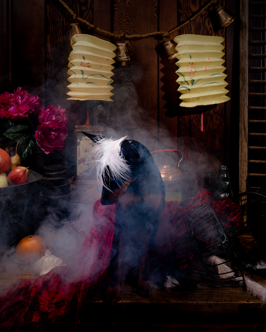 Still Life Dog Photography | small--3.jpg