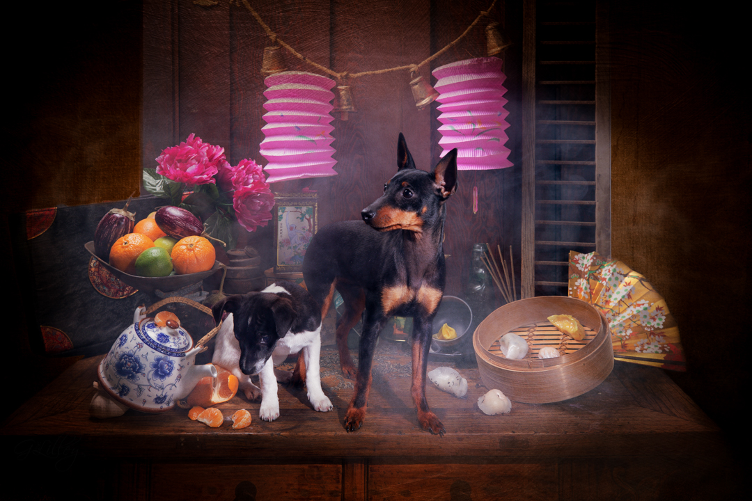 Still Life Dog Photography | small--7.jpg