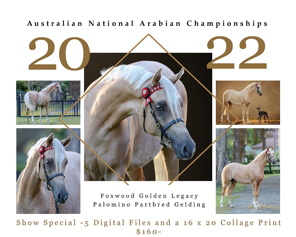 Australian Arabian National Championships 2022