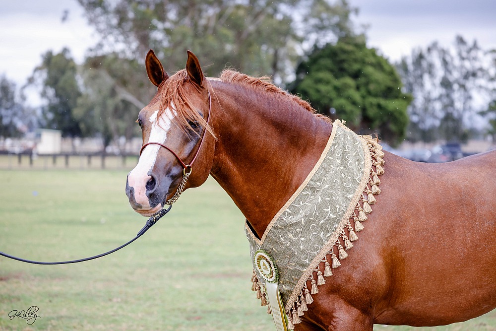 National Arabian Stud Horse Show 2023