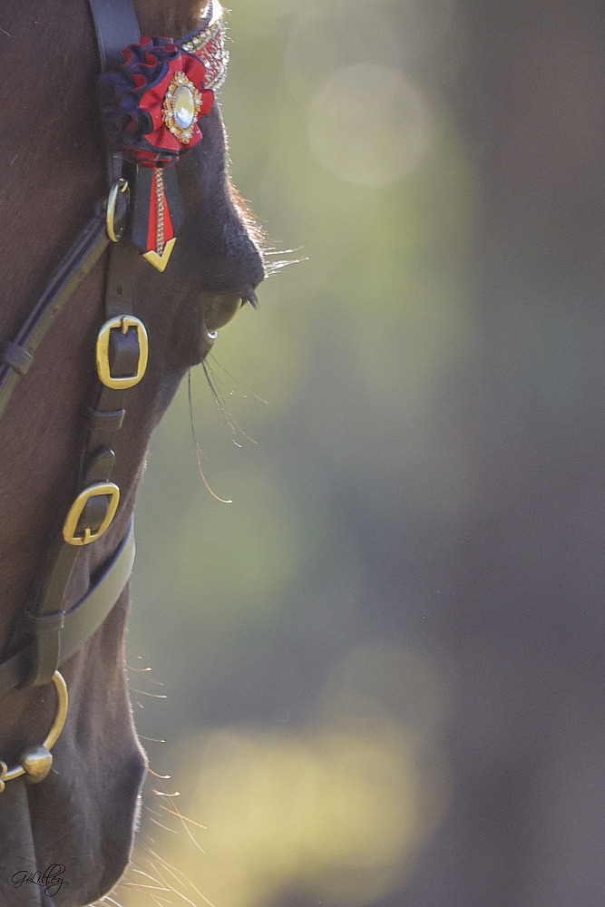 APSB Foal Show Hawkesbury 2025